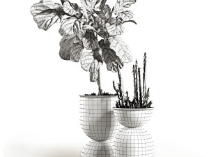 ficus and cactus 3D मॉडल