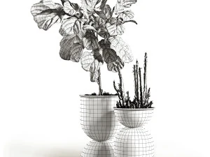ficus and cactus 3D Model