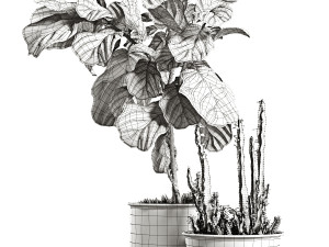 ficus and cactus 3D मॉडल