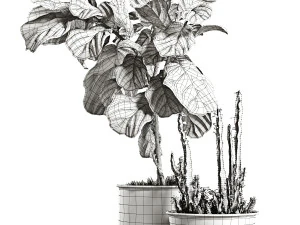 ficus and cactus 3D Model