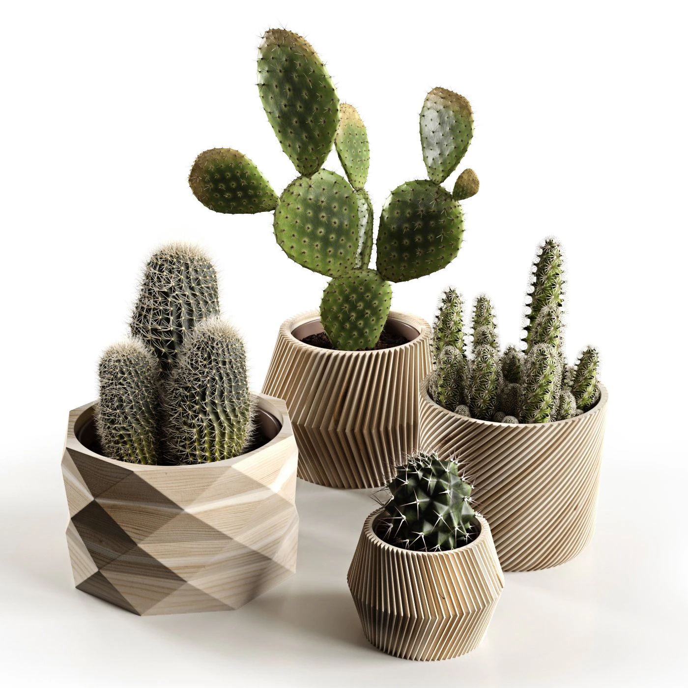 cactus collection 3D Model .c4d .max .obj .3ds .fbx .stl .blend 