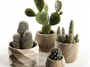 cactus collection 3D Models