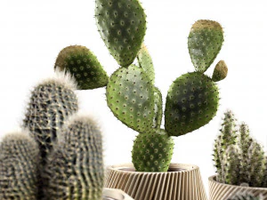 cactus collection 3D Model