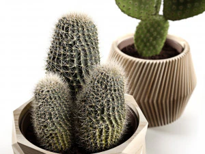 cactus collection 3D Model