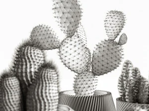 cactus collection 3D Model