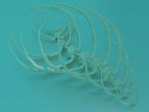 Set of vertebrae with ribs 3D Model