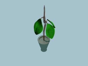Plant in the pot 3D 模型