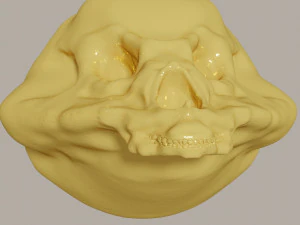 Three different skulls 3D Model