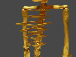 Golden skeleton for game or visual project 3D Модель