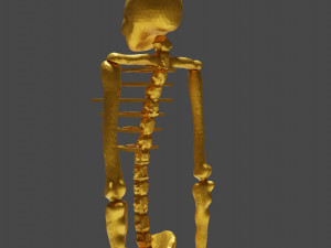 Golden skeleton for game or visual project 3D Модель