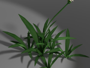 small wild plant 3Dモデル