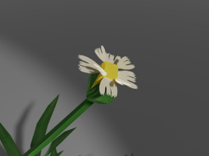 small wild plant Modello 3D
