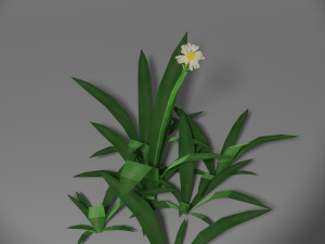 small wild plant Modello 3D