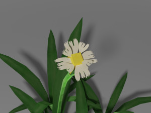 small wild plant Modello 3D
