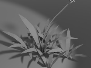 small wild plant Modello 3D