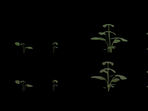 realistic plants pack vr - ar - low-poly 3D Model