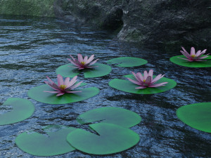 lily pad 3Dモデル
