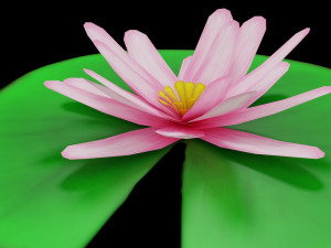 lily pad 3Dモデル