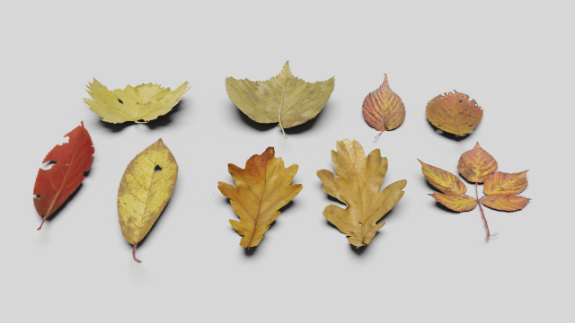 dead ground leaves pack 3D 模型 .c4d .max .obj .3ds .fbx .stl .blend