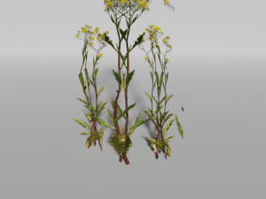 small plants pack Model 3D