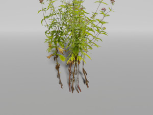 small plants pack Model 3D