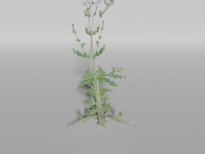 small plants pack Model 3D