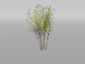 small plants pack Model 3D