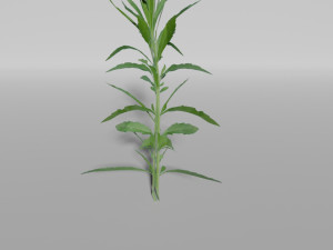 small plants pack Model 3D