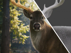 realistic deer o 3D Model