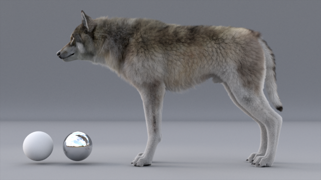 realistic wolf animated rigged Model 3D .c4d .max .obj .3ds .fbx .stl .blend 