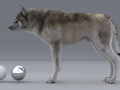 realistic wolf animated rigged 3D 모델