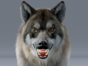 realistic wolf animated rigged Model 3D