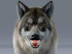 realistic wolf animated rigged 3D Model