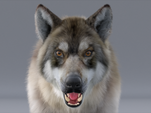 realistic wolf animated rigged Model 3D