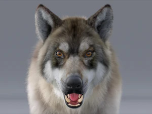 realistic wolf animated rigged 3D Model