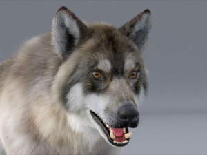 realistic wolf animated rigged Model 3D