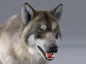 realistic wolf animated rigged 3D Model