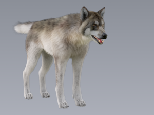 realistic wolf animated rigged Model 3D