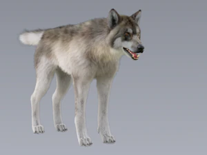 realistic wolf animated rigged 3D Model