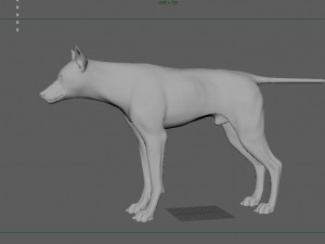 realistic wolf animated rigged Model 3D