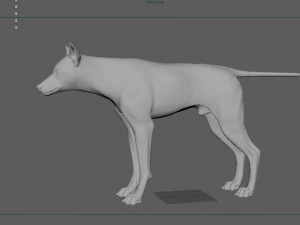 realistic wolf animated rigged 3D Model