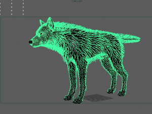 realistic wolf animated rigged Model 3D