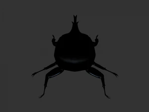 Insect Anomala Grandis 3D Model