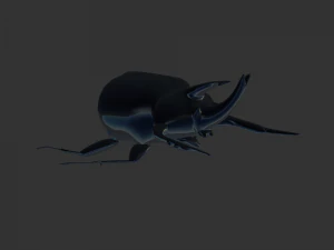 Insect Anomala Grandis 3D Model
