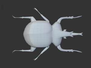 Insect Anomala Grandis 3D Model