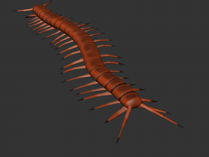 Insect Scolopenda Morsitans 3D Model