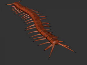 곤충 스콜로펜다 모르시탄스 3D 모델