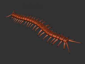 Insect Scolopenda Morsitans Modèle 3D