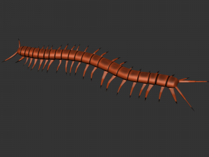 Insect Scolopenda Morsitans Modèle 3D
