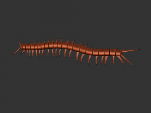 Insect Scolopenda Morsitans Modèle 3D